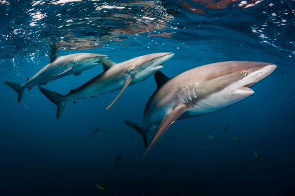 Cá mập lụa hay Carcharhinus falciformis tại vùng biển của tỉnh Jardines de la Reina, Cuba. Ảnh: David Doubilet.