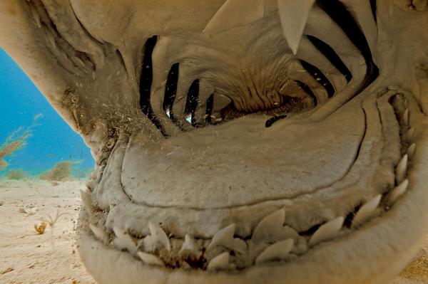 Một con cá mập hổ đang hút nước để ăn mồi tại vùng biển Bahamas, vùng vịnh Caribbe. Ảnh: Brian J. Skerry.