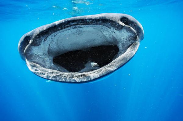 Cá nhám voi hay Whale shark đang đuổi theo một con cá mập khác nhỏ hơn, ở Yucatan Peninsula, Mexico. Ảnh: Brian J. Skerry.