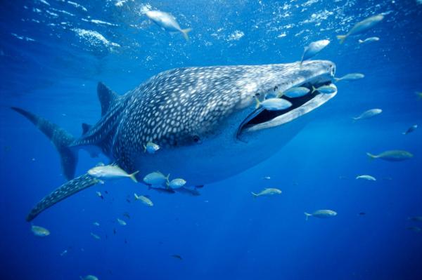Cá nhám voi hay Whale shark ở Western Australia. Ảnh: Brian J. Skerry.