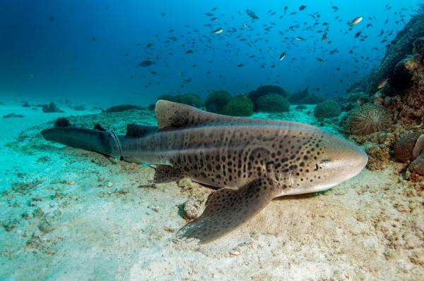 Cá nhám nhu mì hay Zebra Shark tại đảo Dimaniyat, ngoài khơi Oman, một đất nước thuộc vùng Trung Đông. Ảnh: Norbert Probst.