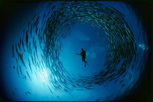 Bầy cá nhồng đang tạo thành một vòng tròn gần như hoàn hảo và vây quanh một người thợ lặn ở vùng biển gần New Ireland, Papua New Guinea. Cá nhồng thường bơi theo bầy nhằm bảo vệ lẫn nhau khỏi các mối nguy hiểm, chúng sẽ rã bầy vào ban đêm để đi săn riêng. Ảnh: David Doubilet/National Geographic.