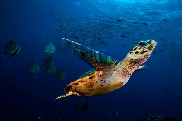 Một con rùa biển đang bơi xung quanh bầy cá dơi và cá nhồng ở Vịnh Kimbe, Papua New Guinea. Nước Papua New Guinea, Indonesia và Philippines tạo thành một khu vực được gọi là Tam giác San Hô, vùng này được biết đến bởi sự đa dạng sinh học môi trường biển. Ảnh: David Doubilet/National Geographic.
