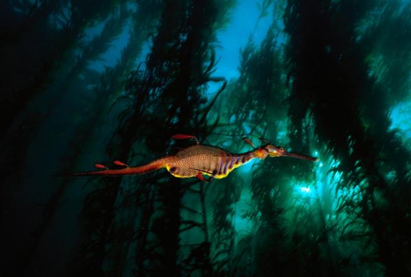 Một con rồng biển bơi lướt qua cánh rừng tảo bẹ ở vùng biển ôn đới của Tasmania. Loài vật có vẻ ngoài huyền bí và đáng sợ này chỉ ăn những đàn tôm nhỏ để sinh sống. Tình trạng bảo tồn của nó là ở mức gần như bị đe dọa, lý do là bởi sự suy thoái môi trường sống, ô nhiễm môi trường nước và việc bị đánh bắt để buôn bán. Ảnh: David Doubilet/National Geographic.