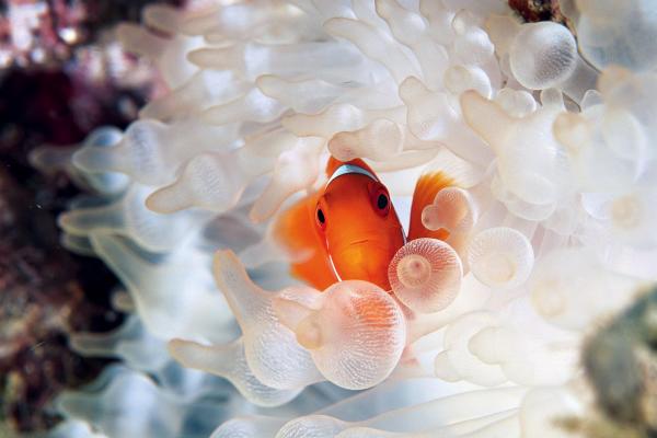 Một con cá hề đang bơi lội ở nơi sinh sống của nó tại Vịnh Kimbe, Papua New Guinea. Rạn san hô xung quanh nó có một màu trắng thay vì màu hồng như thường khi, lý do là bởi vùng nước này đang ấm lên khiến những loài tảo gây hại phát triển mạnh. Những sự kiện tẩy trắng san hô như vậy đang dần phổ biến và đe dọa nhiều rạn san hô khắp nơi trên thế giới. Ảnh: David Doubilet/National Geographic.