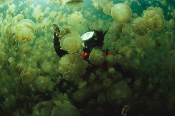Nhà sinh học đại dương William Hamner đang bơi vượt lên một đám sứa Mastigias dày đặc ở Palau, Micronesia. Loài sinh vật độc đáo này chỉ sống ở một vùng nước nhỏ ở Đảo Eil Malk nhưng đang bị đe dọa nghiêm trọng do sự ấm lên của dòng nước. Ảnh: David Doubilet/National Geographic.