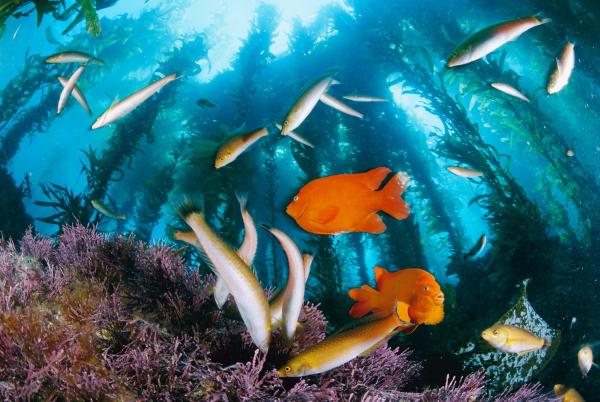 Những con cá garibaldi và senorita rực rỡ sắc màu đang bơi qua một cánh đồng tảo biển cao chót vót ở Đảo Anacapa thuộc Khu bảo tồn tự nhiên Đảo Channel ở ngoài khơi California. Sự tăng mạnh của quần thể cá này trong suốt thập niên qua giúp chế ngự sự tăng trưởng của các loài tảo gây hại. Ảnh: David Doubilet/National Geographic.