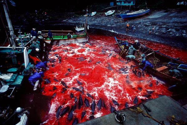Ngư dân đang giết mổ số lượng lớn cá heo tự nhiên ở đại dương sau khi các tàu thủy đánh bắt và đưa chúng vào Cảng Futon ở Bán đảo Izu của Nhật Bản trong vụ thu hoạch cá heo thường niên. Những ngư dân cắt động mạch chủ khiến loài vật này chảy máu cho đến chết. Tiếng kêu thảm thiết của chúng phát ra ở tần số thấp, làm rung động các tấm bê tông lót nền ở đây. Ảnh: David Doubilet/National Geographic.