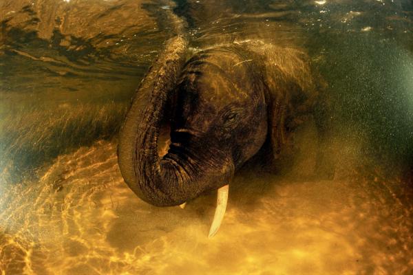 Một con voi Châu Phi đang tự nhấn chìm mình trong vùng nước mát ở Đồng bằng sông Okavango ở Botswana. Một con voi như vậy sẽ lặn xuống đáy vũng nước trong vài phút, lúc này chúng sẽ khuỵu chân xuống và cạ ngà của mình xuống đáy cát để làm bóng. Những chiếc ngà voi là đối tượng hàng đầu của những cuộc săn trộm voi hàng đầu. Ảnh: David Doubilet/National Geographic.
