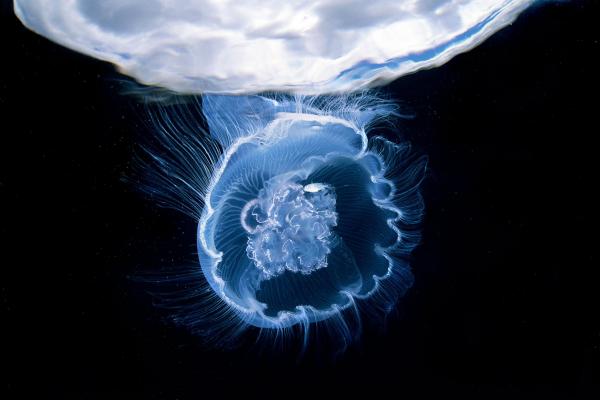 Một con cá khế nhỏ đang cố gắng tránh khỏi những con cá lớn bằng cách trốn trong ‘chiếc chuông’ của một con Aurelia, loài sứa mặt trăng sống ở vùng nước lạnh của Tasmania. Ảnh: David Doubilet/National Geographic.