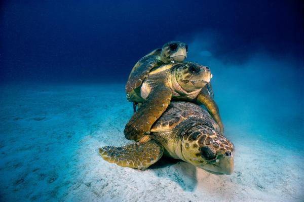 Ba con rùa biển đang nằm lên nhau ở đáy biển Key Largo thuộc Khu bảo tồn Biển Quốc gia Florida Keys. Mặc cho những nỗ lực bảo tồn, loài rùa biển này là loài đang bị đe dọa và tình hình vẫn không khả quan hơn sau bao nhiêu năm qua. Ảnh: David Doubilet/National Geographic.
