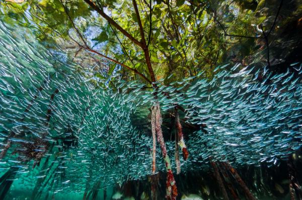 Một đám cá nheo bạc đang bơi vây quanh những thân cây trong rừng ngập mặn tại Công viên quốc gia Queen, Cuba. Rừng ngập mặn là trung tâm cung cấp dinh dưỡng và là môi trường sống chủ yếu cho các sinh viên biển dễ bị tổn thương. Ảnh: David Doubilet/National Geographic.