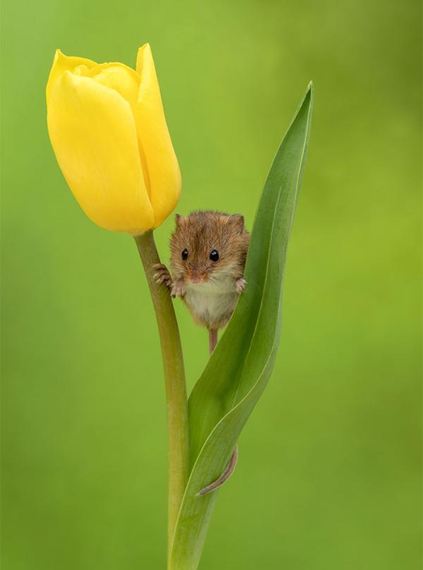 cute harvest mice in tulips miles herbert 10 5ad097e057ffc 700