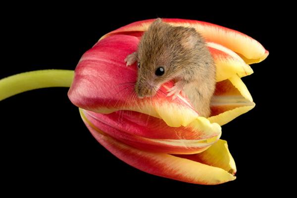 cute harvest mice in tulips miles herbert 12 5ad097e3304cf 700