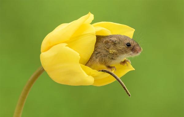 cute harvest mice in tulips miles herbert 13 5ad097e44fd82 700
