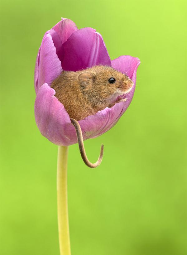 cute harvest mice in tulips miles herbert 14 5ad097e57fb54 700