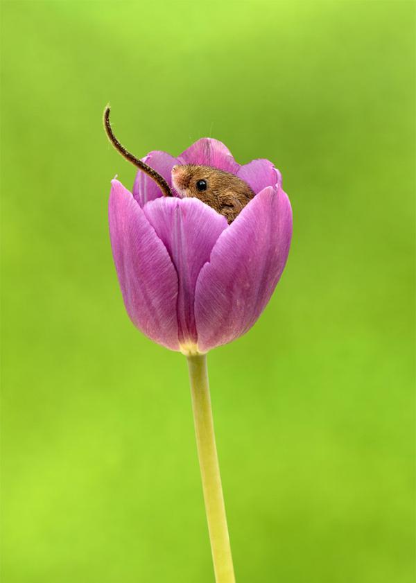 cute harvest mice in tulips miles herbert 15 5ad097e6c6771 700