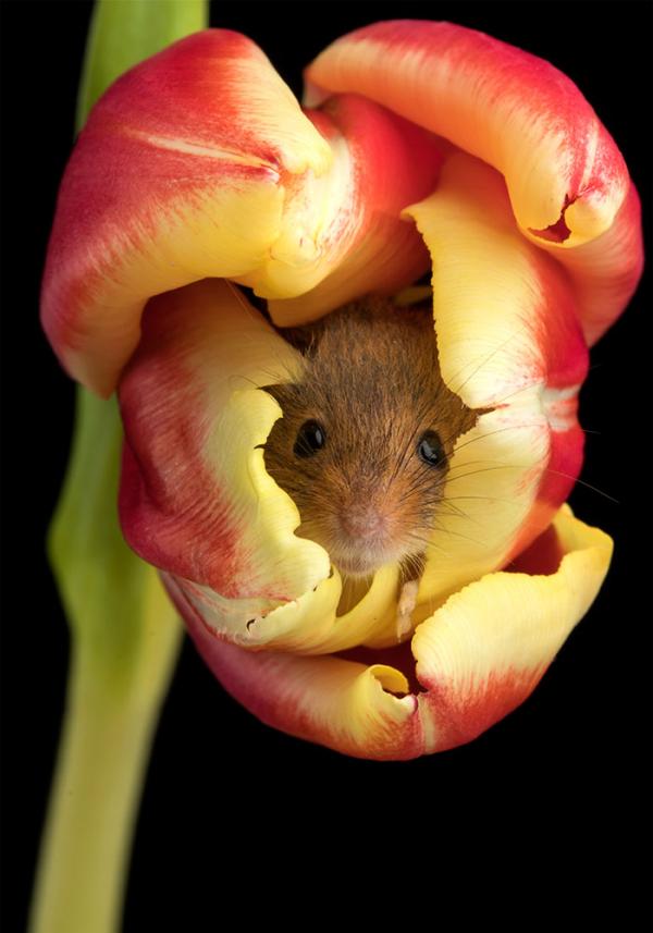 cute harvest mice in tulips miles herbert 16 5ad097a3c282c 700