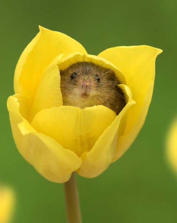 cute harvest mice in tulips miles herbert 17 5ad0982a7d56a 700