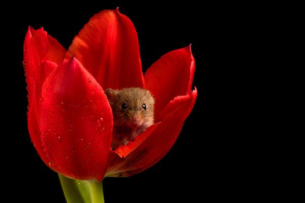 cute harvest mice in tulips miles herbert 18 5ad0978b2d13d 700