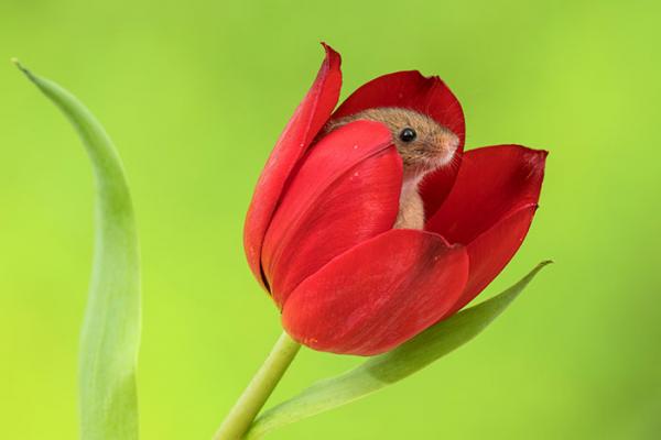 cute harvest mice in tulips miles herbert 19 5ad097edc36da 700