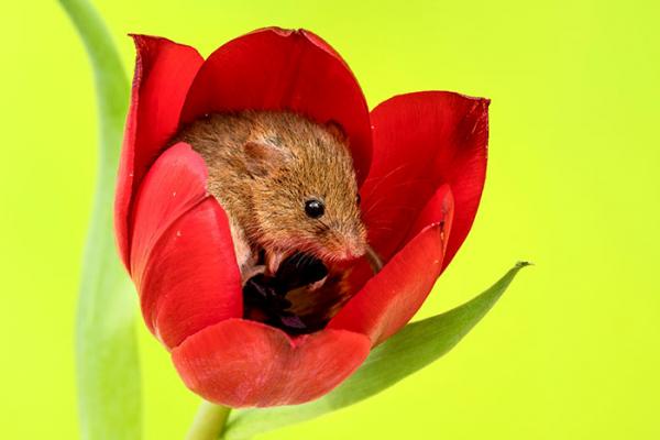 cute harvest mice in tulips miles herbert 2 5ad097c68eec1 700