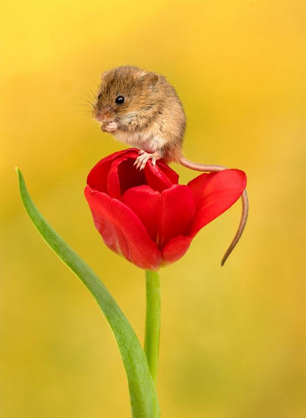 cute harvest mice in tulips miles herbert 3 5ad097c81535d 700