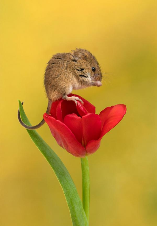 cute harvest mice in tulips miles herbert 5 5ad097d05a16c 700