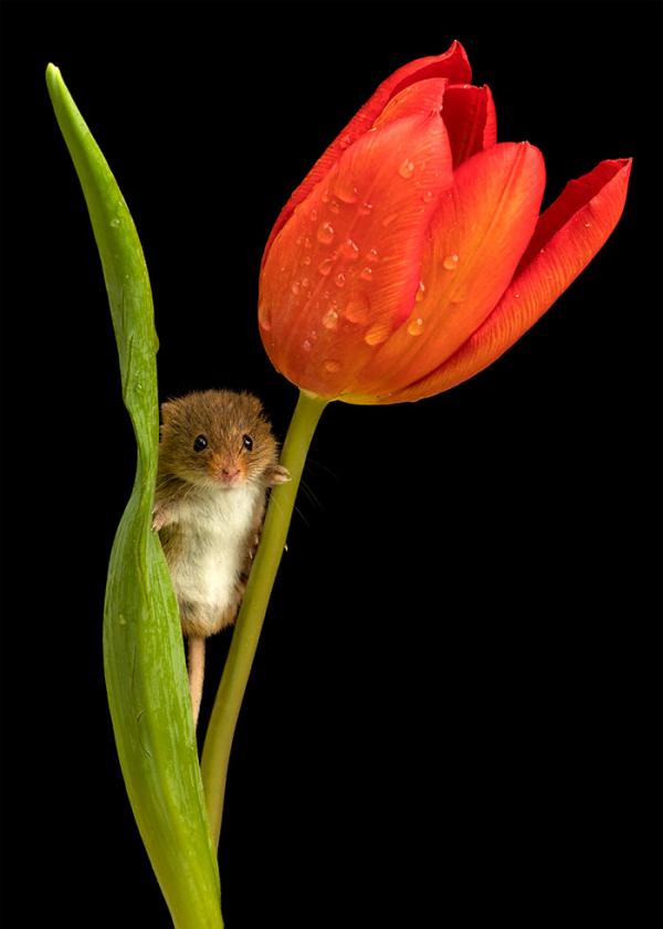 cute harvest mice in tulips miles herbert 7 5ad097d3546a9 700