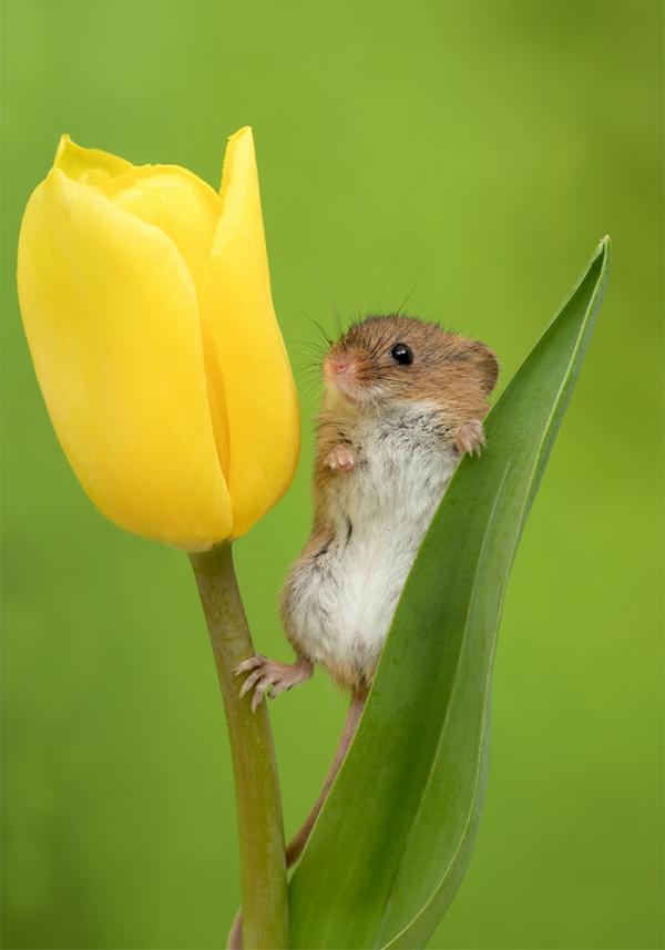 cute harvest mice in tulips miles herbert 9 5ad097d61b178 700