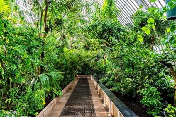 Khu Nhà Cọ (Palm House), một trong ba khu bảo tồn của Vườn Kew, với các con đường của du khách đi xuyên qua những tán cây nhiệt đới xanh tươi. Ảnh: Kiev.Victo/ Shutterstock.