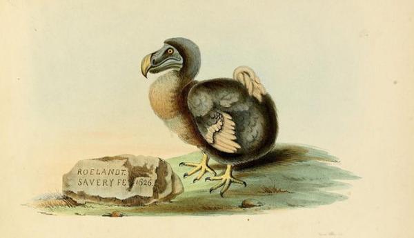 Loài Dodo huyền thoại. Tranh: Biodiversity Heritage Library.