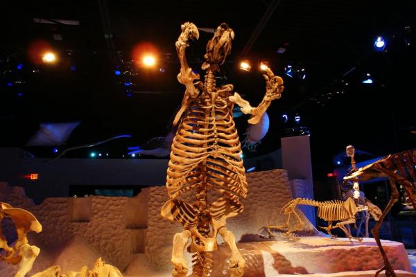 Bộ xương của lười đất được trưng bày ở Bảo tàng Tự nhiên Florida. Ảnh: Dallas Krentzel.