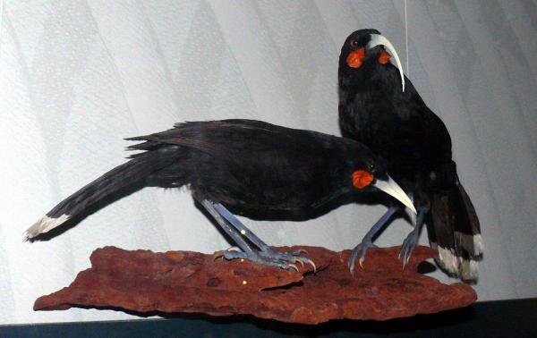 Loài chim Huia độc đáo. Tranh: Wikimedia Commons.
