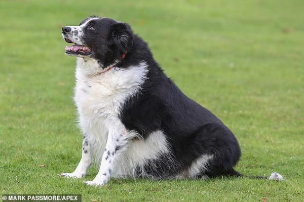 6895054 6450829 collie bopper pictured above has been described as britain s fat a 7 1543741696146