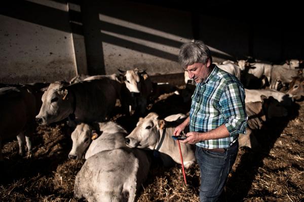 Nhà lai tạo gia súc Pier Domenico Dotta người Ý đang sử dụng điện thoại để kiểm tra tình trạng sức khỏe của gia súc qua ứng dụng di động ở trang trại của ông tại Villafalletto, gần Turin, Italy. Với ứng dụng được phát triển bởi "Anaborapi", ông cùng những người nhân giống gia súc khác có thể theo dõi tình trạng của con vật qua một con chip được gắn trên cơ thể của gia súc và kết nối trực tiếp với phần mềm điện thoại. Ảnh: Marco Bertorello/AFP/Getty.