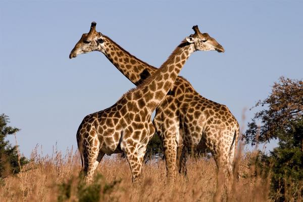 giraffe ithala kzn south africa luca galuzzi 2004 large