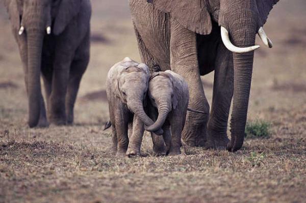 these 10 adorable photos of baby elephants are treat for the eyes 2