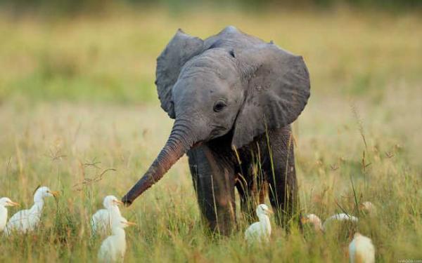 These-10-Adorable-Photos-Of-Baby-Elephants-Are-Treat-For-The-Eyes-3 these 10 adorable photos of baby elephants are treat for the eyes 3