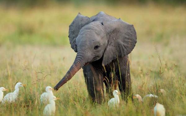 these 10 adorable photos of baby elephants are treat for the eyes 3