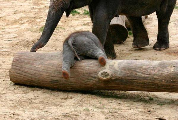 these 10 adorable photos of baby elephants are treat for the eyes 4