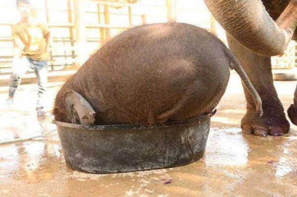 these 10 adorable photos of baby elephants are treat for the eyes 6