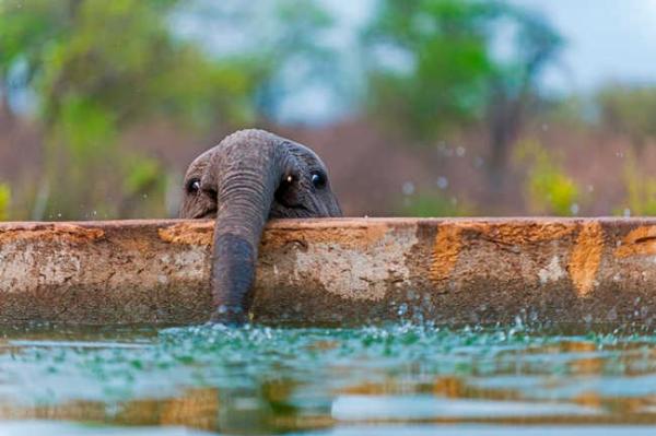 these 10 adorable photos of baby elephants are treat for the eyes 8