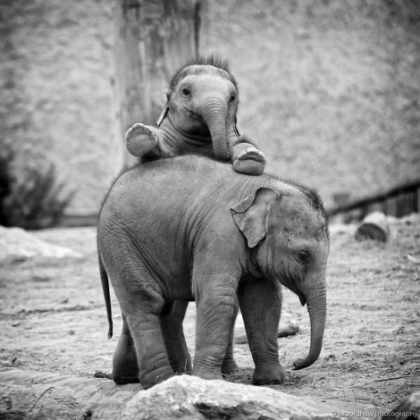 these 10 adorable photos of baby elephants are treat for the eyes 9