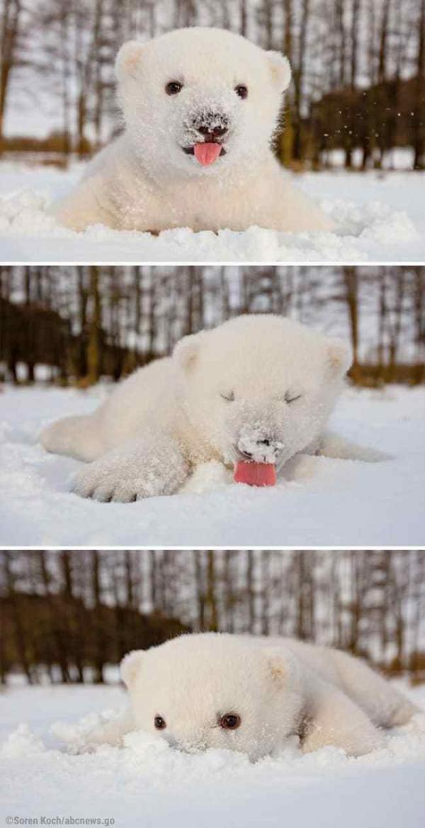 1 this baby polar bear saw snow for the first time