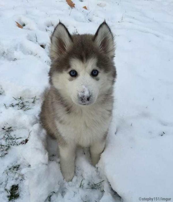 12 my sister and her husband recently adopted this is his first snow