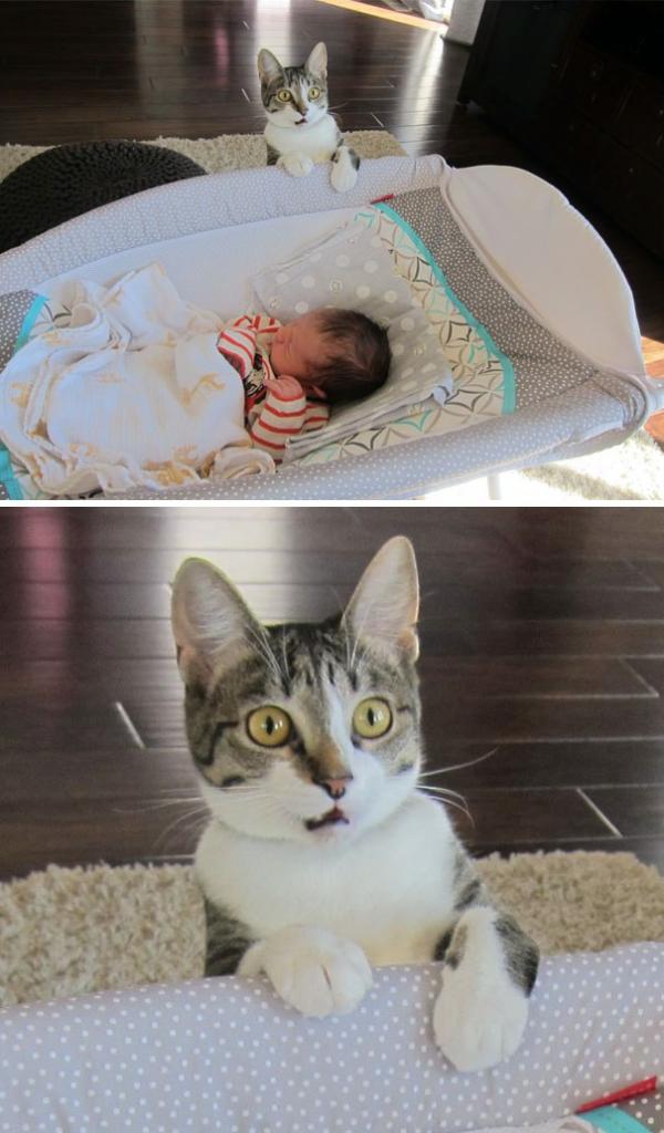 animals first time cat and baby
