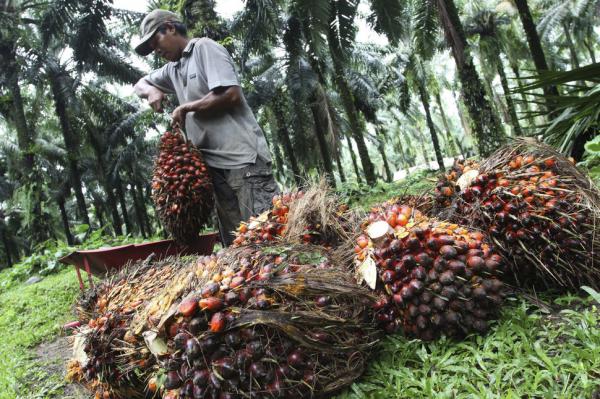 a worker collects palm fruit at a plantation in indonesias north sumatra province on nov