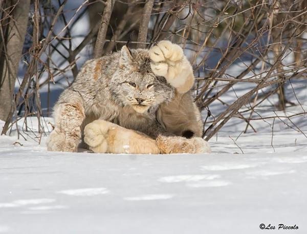 unusual wild cats 221 lynx