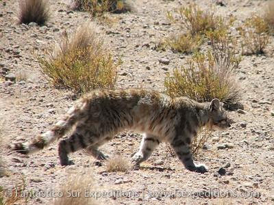 20040101 andean cat 3 s